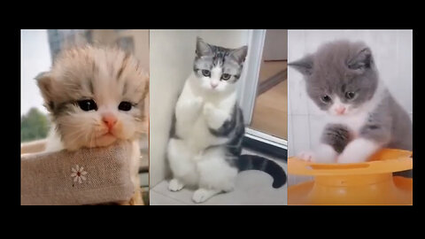 Baby Cats Cute and Funny Cat Videos Compilation