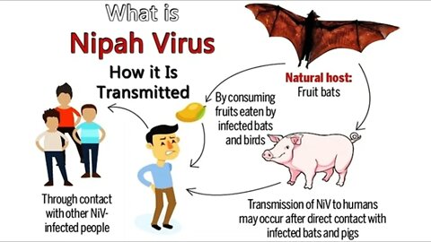 Nipah virus new and in wuhan