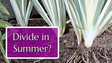 Divide These 3 Perennials in Summer for Free Plants