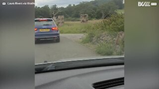 Un singe vole la pièce d'une voiture lors d'un safari