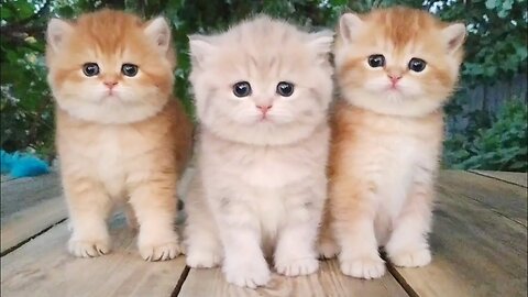 Three little Teddy kittens 😍 Cutest Baby British kittens