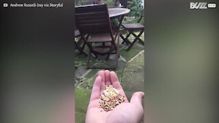 Pettirosso mangia dalla mano in slow-motion