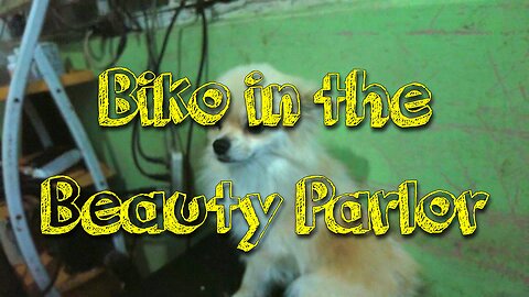 Biko in the Beauty Parlor