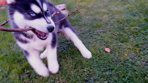 Puppy having a blast playing with a twig