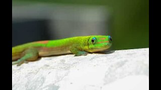 Un gecko mangeant délicatement une banane
