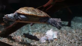 Turtles at the Aquarium - January '23