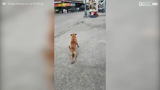 E l'Oscar al miglior attore va a... questo cane!