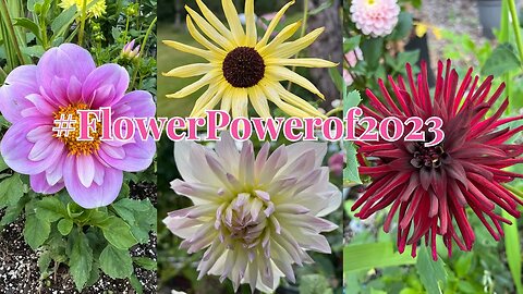 Unveiling the Flower Power of 2023: A Blooming Revolution! #flowerpowerof2023