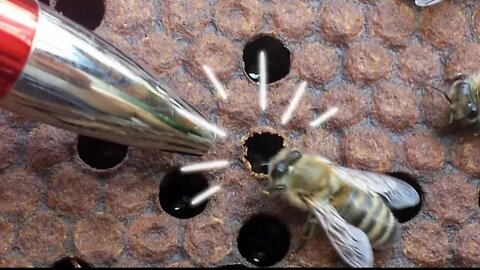 L'abeille qui résiste au varroa a un caractère VSH