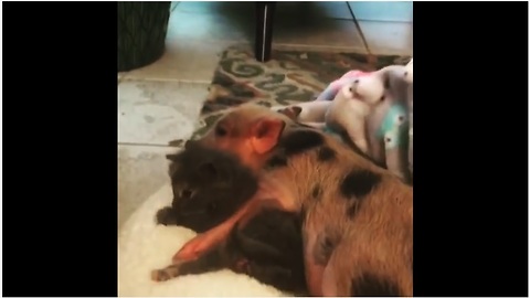Mini pig cuddles with two-week-old kitten