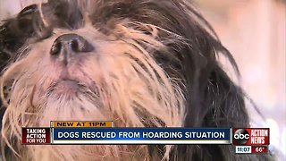 Matted, dirty Havanese mixes rescued from hoarding situation in Temple Terrace