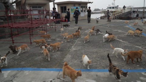 An Island Off The Japanese Coast Is Home To 100 Cats