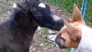 Bull terrier meets foal for the first time, instant friendship ensues