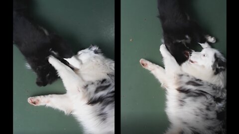 Border Collie and Australian Shepherd kissing.