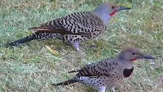 IECV NV #124 - 🐦The Two Northern Flickers In The Yard 10-13-2015