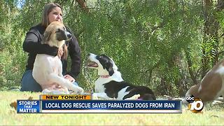 San Diego dog rescue saves paralyzed dogs from Iran