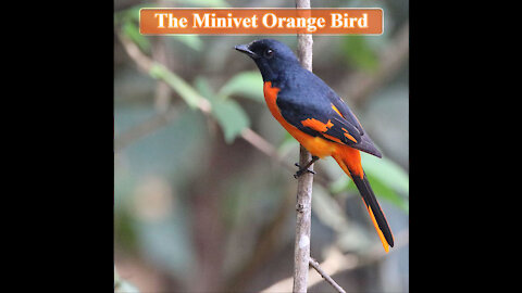 The Minivet Orange Bird | Pericrocotus flammeus | Sinharaja rain Forest Birds | scarlet minivet
