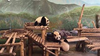 Funny Panda Bears Playing In A Zoo Exhibit