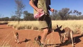 Il canguro diventa compagno di jogging