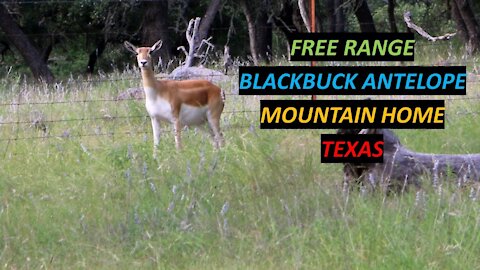 Hunting Blackbuck Antelope in the Texas Hill Country