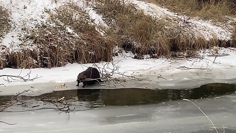 Beaver Family - Preparing for Winter