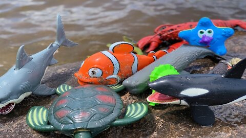 Sea Animal toys at the shore of Ottawa River Canada. This Summer at the Shore.