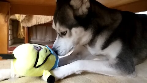 I brought a Minion to my Husky!