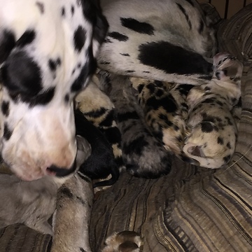 Newly Born Great Danes