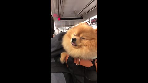 Pomeranian sleeps in backpack during subway commute