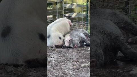 Best Pig Mud Bath! #pigs #pig #mudbath