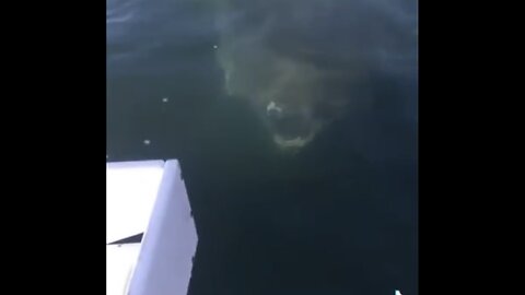 SPECTACULAR CONFRONTATION WITH A GREAT SEA PREDATOR📸🤿🛟🚤🎣🦈💫