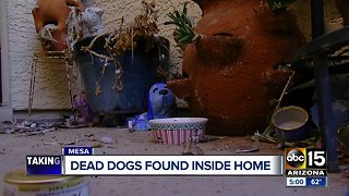 Dead dogs found inside home in Mesa