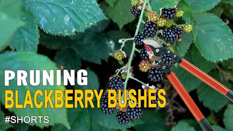 Pruning Blackberry Bushes #SHORTS