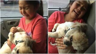 Girl is left distraught when she sees her dog's haircut