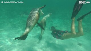 Leões marinhos brincam alegremente com mergulhadora
