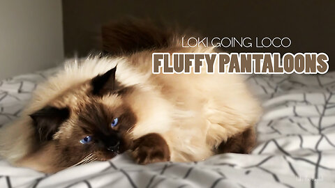 Ragdoll Cat goes CRAZY 🤣 Check Out Those Fluffy Pantaloons!