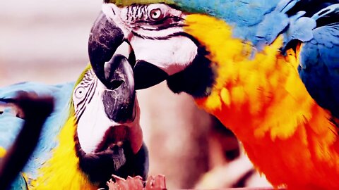 Two parrot brothers feeding each other 🥰