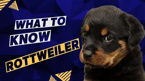 2023 Rottweiler. What to know before having a Rottweiler.
