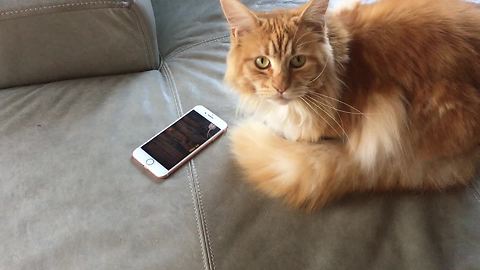 Cat loves to play games on owner's smartphone