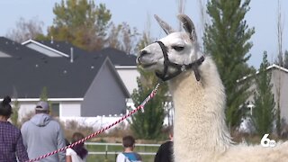 Small Harvest Festival held on Ten Mile Rd