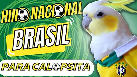 HINO NACIONAL DO BRASIL PARA CALOPSITAS