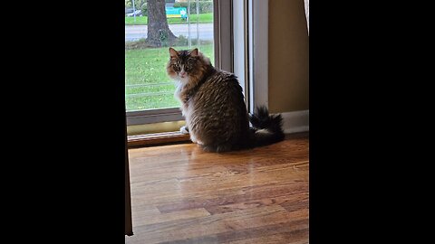 The Many Faces Of Petunia (Featuring Petunia The Norwegian Forest Cat)