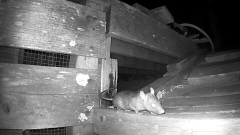 Squished Down Rat Gets Squished by A24 trap (Plus Mama & Baby Possum Sighting!)