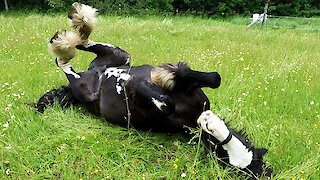 Majestic Clydesdale rolls with pure joy in the sunshine