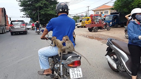 Two Monkeys Hitch A Ride To Town On The Back Of A Motorcycle