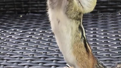Wild Chipmunk Adorably Stuffs Cheeks With Peanuts
