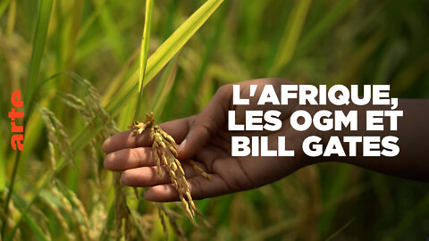 Documentaire : L'Afrique, les OGM et Bill Gates