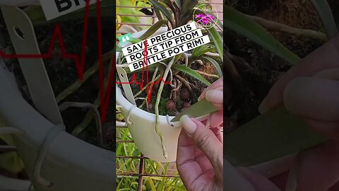 Your Orchid will LOVE you if you DO THIS! Save your active root tips! #ninjaorchids #shorts