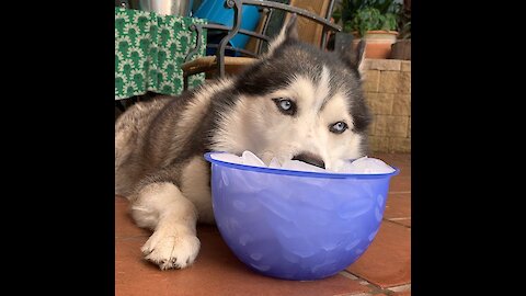 Husky deals with summer in best possible way