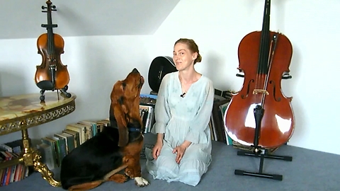 Basset dog gives a voice